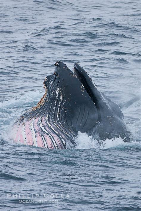 Maybe you would like to learn more about one of these? Humpback Whale Photo, Stock Photograph of a Humpback Whale, Megaptera novaeangliae, #25682 ...