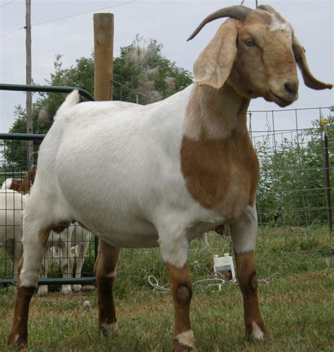 According to one myth, the jade emperor said the order would be decided by the order in which they arrived to his party. Goat Farming Business Plan - Dayo Adetiloye Shop
