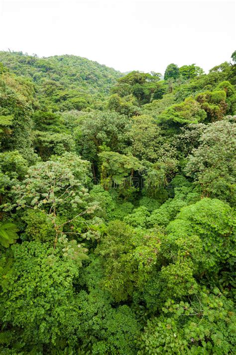 Lush Rainforest Canopy Monteverde Costa Rica Stock Image Image Of