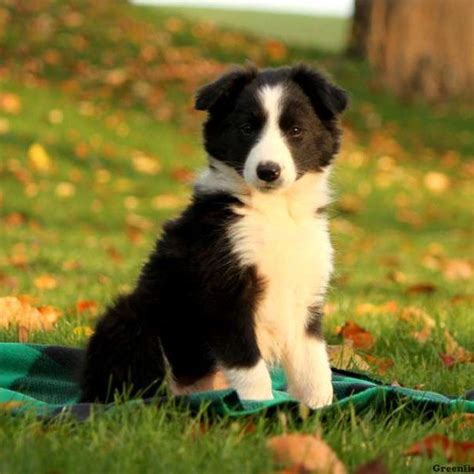 Maybe you would like to learn more about one of these? Border Collie Puppies For Sale | Black River Falls, WI #248651