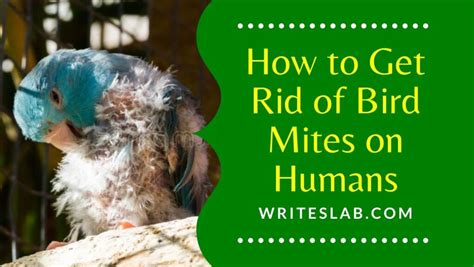 How To Get Rid Of Bird Mites On Humans The Writeslab