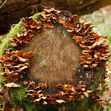 Fungus On Log