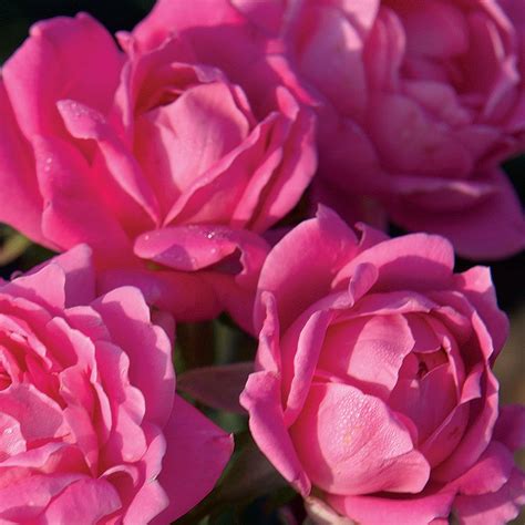 Pink Double Knock Out® Shrub Rose Shrub Roses Knockout Roses Rose Trees