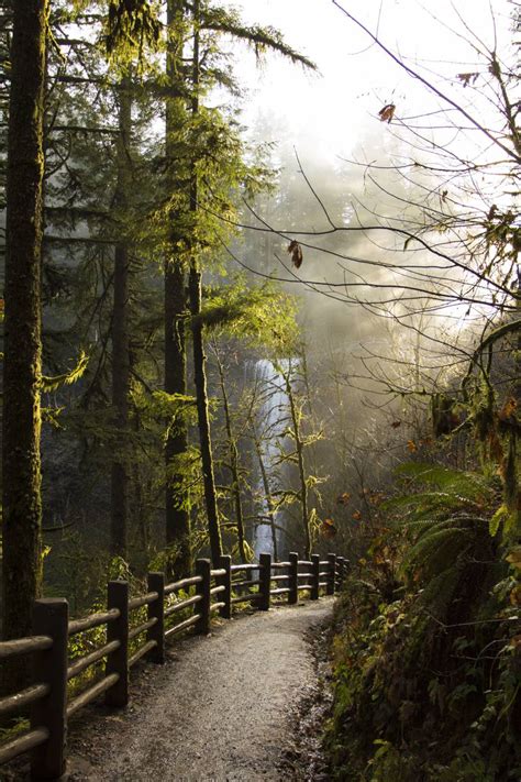 🥇 Imagen De Parque Forestal Camino árboles Caminata Naturaleza Bosques