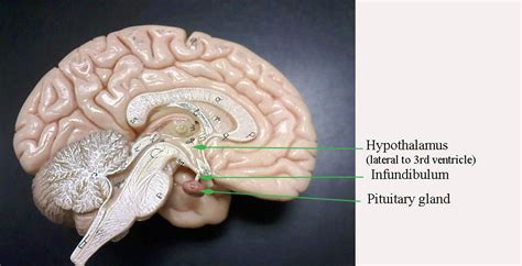 Hypothalamusmodelimageslabeled Labeled Brain Model Images And Photos