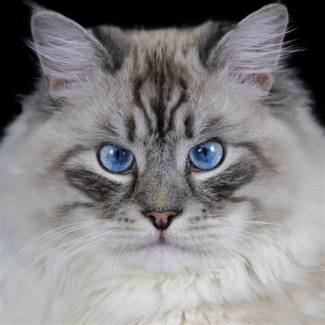 Cat Breed White Fluffy Blue Eyes Cat Meme Stock Pictures And Photos