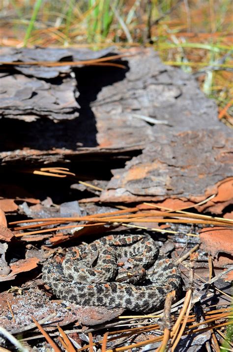 North Florida Dusky Pigmy Rattlesnake 😍 Rwildlifephotography