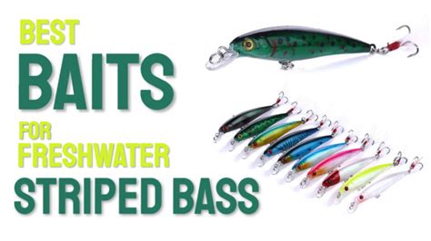 10 Best Bait For Striped Bass Freshwater 2024 For Best Fishing Experience