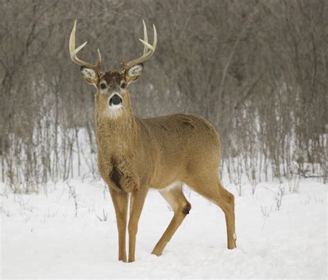 Next post seterusnya seperti gajah rompong belalai. Celik Sains: HAIWAN MELINDUNGI DIRI DARIPADA MUSUH DAN ...