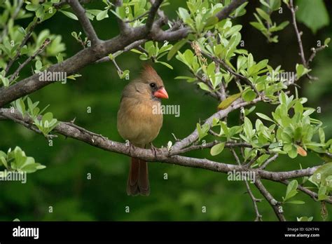 Female Northern Cardinal Perched On A Leafy Branch Cardinalis