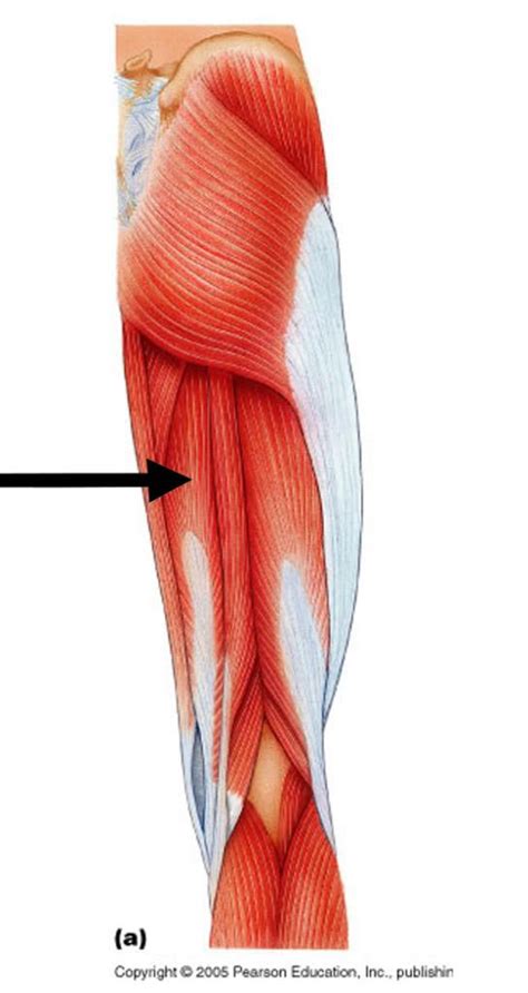 The muscles you probably know the best are your glutes. POSTERIOR Hip/Thigh muscles at Saint Louis University ...