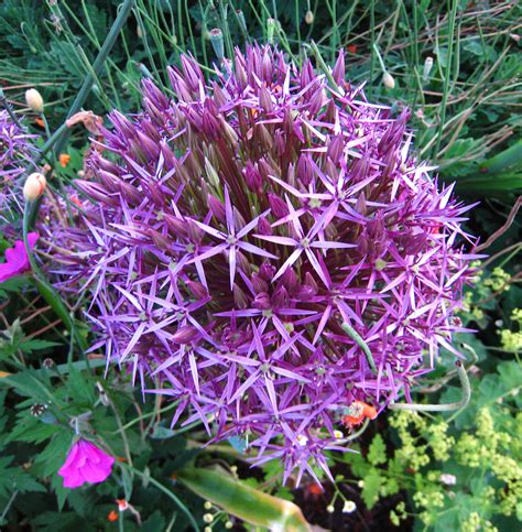 Purpleballofstarflowers Plant Lore