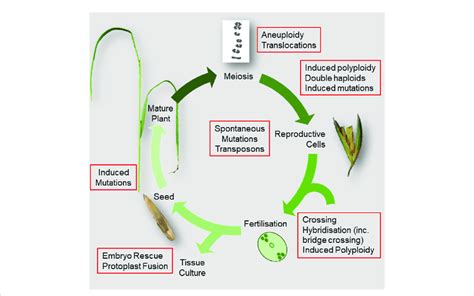 Compare The Life Cycle Of Flowerless Seed Plants And Flowering Best