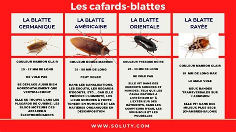 Société certifiée d extermination de blattes et de cafards SOLUTY