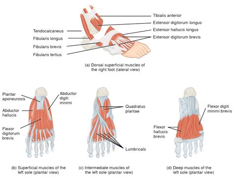 The patella is pulled proximally; Muscles of the lower leg and foot | Human Anatomy and ...