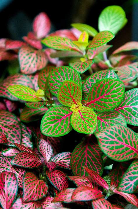 Fittonia Nerve Plant As Your House Plant Grow A Garden House