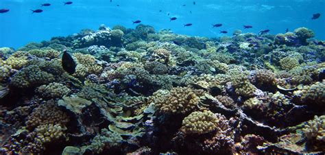 Photo Threatened Coral Reefs From Noaa 30a