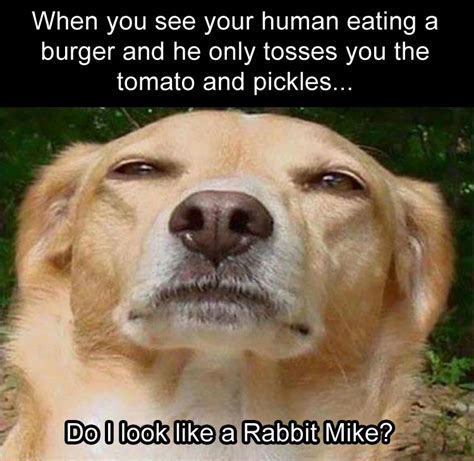 25 very funniest hilarious sayings pictures and images. Funny Animal Pictures Of The Day - 24 Pics