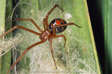 Minden Pictures Red Widow Spider Latrodectus Bishopi Guarding Egg