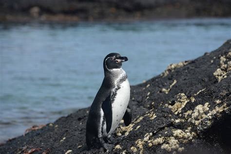El Pingüino De Galápagos Una Especie Endémica Galápagos Fauna