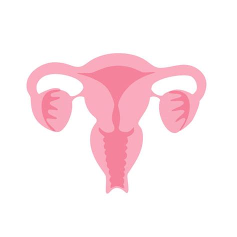 Uterus Illustrations Royalty Free Vector Graphics And Clip Art Istock