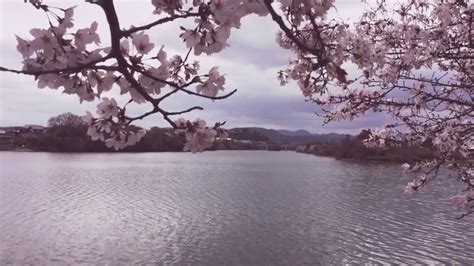 Sakura River Youtube