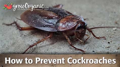 How To Control And Prevent Cockroaches In Your Home Without Harsh