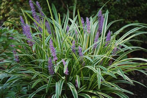 Liriope Muscari Silvery Sunproof