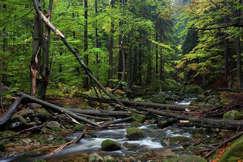 Forest Stream With Fallen Trees Photograph By Artur Bogacki