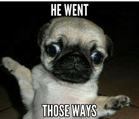 Lol Xd Pugs Funny Funny Animals Funny Animal Pictures
