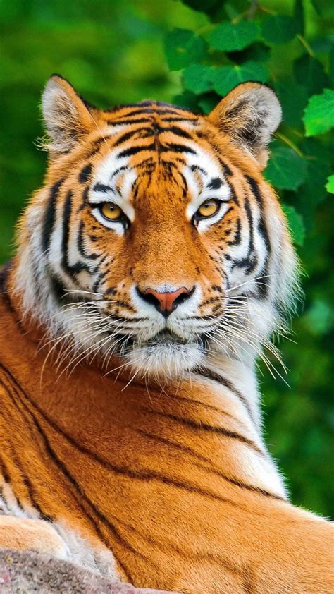 Iphone Tiger Wallpapers Kolpaper Awesome Free Hd Wallpapers