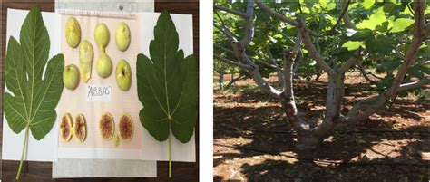 Ficus Carica L Moraceae Is Among The Oldest Cultivated Fruit Trees