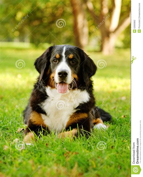 Bernese Mountain Dog Berner Sennenhund Lying On Grass Stock Photo