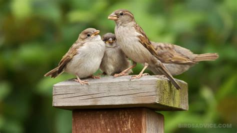 How To Attract Sparrows To Your Yard 10 Best Tips