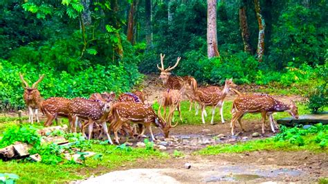 Spotted Deer At Chitwan National Park Youtube