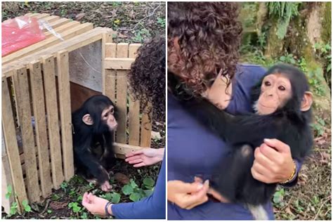 Traumatized Baby Chimp Saved From Traffickers Runs To Hug Rescuer