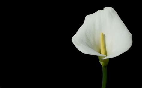 White Flower Weneedfun