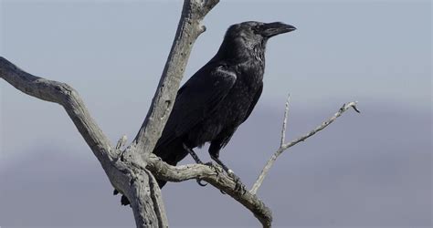 chihuahuan raven life history all about birds cornell lab of ornithology