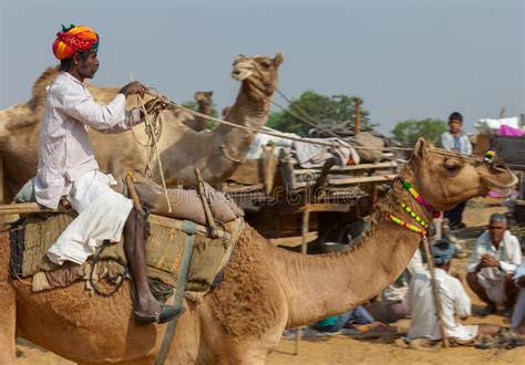 Now there was in alakapuri a rich merchant who lost a camel one day. Camello Justo, Jaisalmer, La India Foto de archivo ...