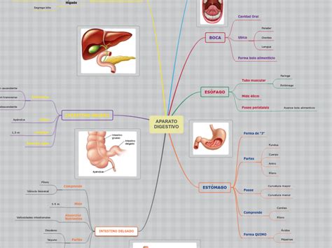 Aparato Digestivo Mapa Mental Arbol