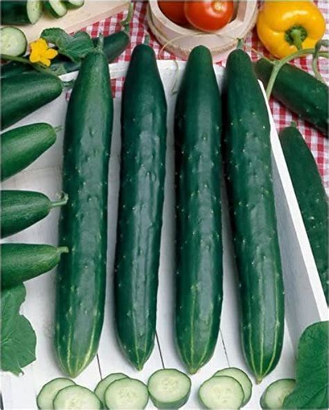 Bonnie Plants Burpless Hybrid Cucumber Get Great Value Give To A