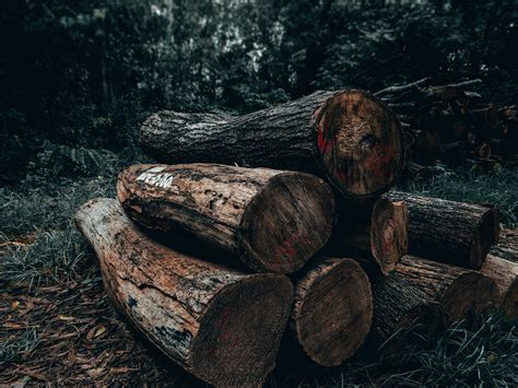 Brandhout op stam betekent dat het hout verkocht wordt als boom of als kruinhout (na een industriële kapping). Gratis stockfoto van benzine, blaffen, bomen.
