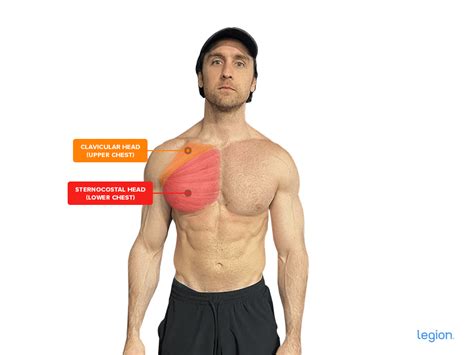Anatomy Of Chest Muscles Male Male Chest Anatomy Of Thorax With Heart