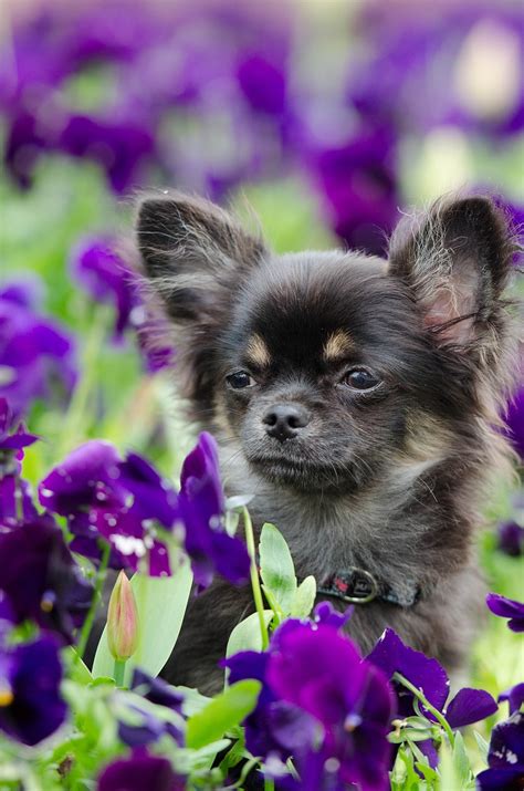 Chihuahua Vs Pomeranian A Detailed Comparison Of Both Dog Breeds