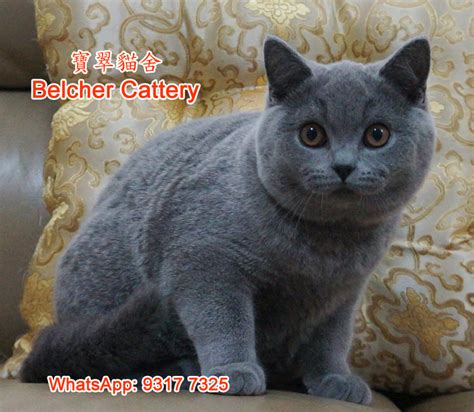 中國元 是貨幣中國 (cn, chn) 。 英鎊 是貨幣channel 島 (aldernay, 根西島, 澤西, sark), 人小島, 並且 英國 (英國, 英國, 北愛爾蘭, 蘇格蘭, 威爾士, 英國, gb, gbr) 。 英鎊 是亦稱英磅, 英國磅, ukp, stg, 英國磅, 英磅英鎊, bps, 並且 英鎊 。 標誌為cny 可能被寫y 。 英國短毛貓 英短 藍色英國短毛貓 藍英短 Blue British Shorthair 男仔 灰色英短 boy - 英國短毛貓(英短) Belcher Cattery ...