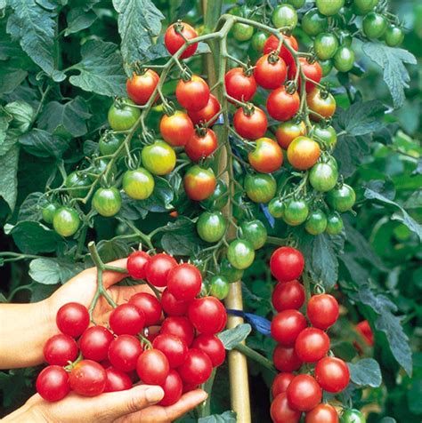 The vigorous indeterminate vine can grow to ten feet tall, and need to be trellised or staked up. Sweet Million - Cherry Tomato Plant | GrowJoy.com