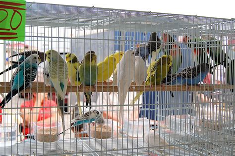 Your birds flea market stock images are ready. flea market birds | Amy Johnson | Flickr