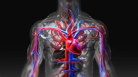 Eboo Extracorporeal Blood Oxygenation And Ozonation