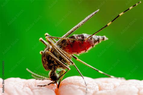 Dengue Infected Mosquito Bite On Green Background Leishmaniasis