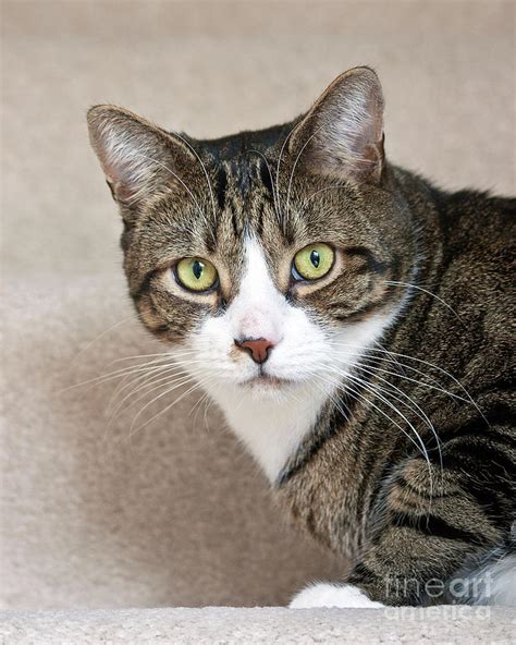 Charlie Tabby Cat Photograph By Terri Waters Pixels